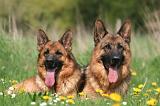 BERGER ALLEMAND 1390